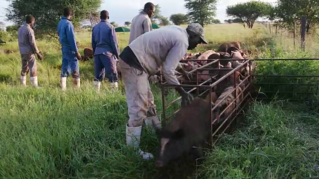 工人在一个自由放养养猪场数猪的特写视频素材