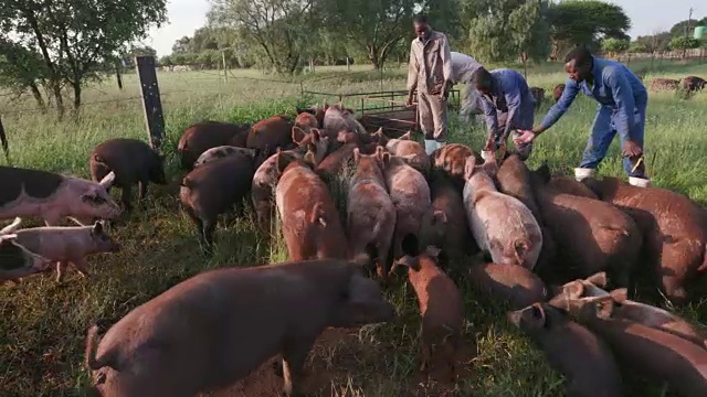 工人在一个自由放养养猪场数猪的特写视频素材