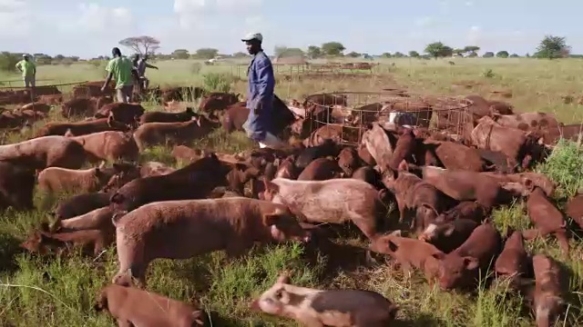 工人们在自由放养的养猪场喂猪视频素材