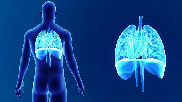心，肺和隔膜放大与身体视频下载