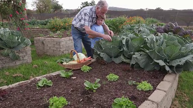 爷爷和孙子在菜园里察看白菜视频下载