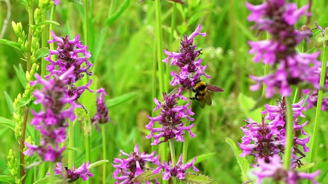 夏日草地上的丹参野花，大黄蜂和蜜蜂近距离采蜜。大自然的概念视频素材