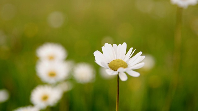 草地上的Oxeye雏菊视频素材