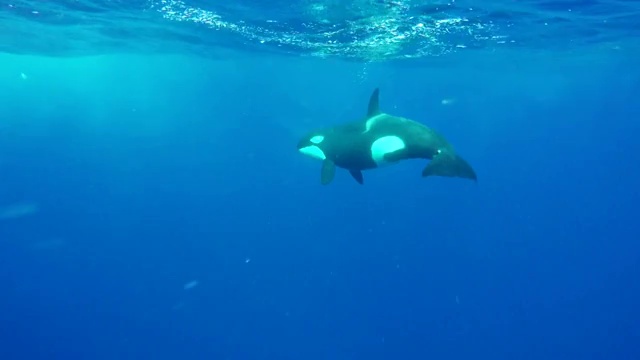 雌性虎鲸在清澈湛蓝的水中游得非常近，直视着镜头。视频下载