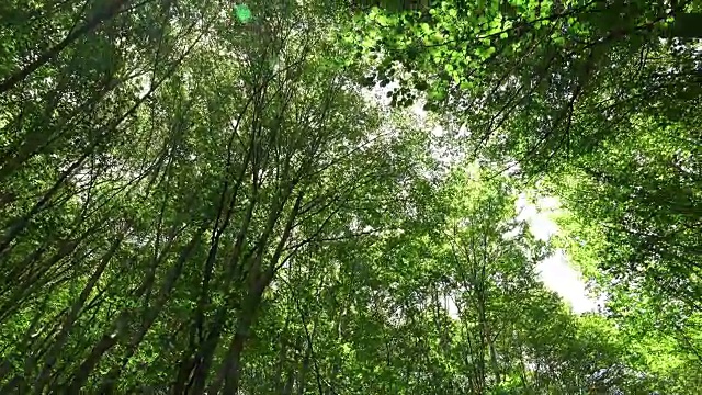 树与绿色的叶子和阳光。底视图视频素材
