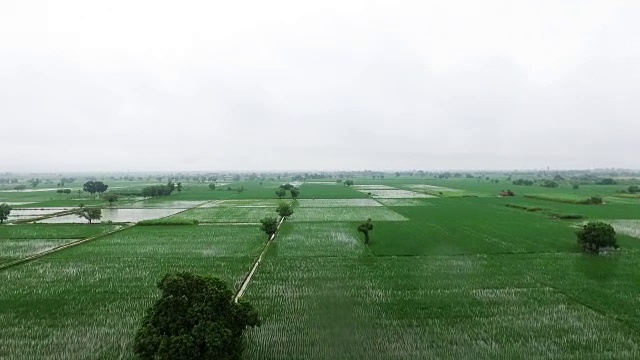 雨季的有机农场视频素材