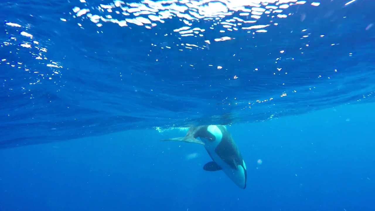 三头雌性虎鲸和它们的幼崽在清澈的蓝色海水中直接游向摄像机。视频下载