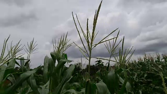 玉米被一阵风刮倒了视频下载