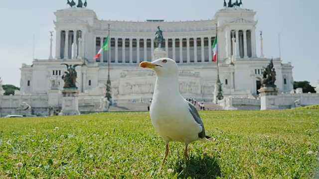 威尼斯广场埃马努埃莱二世国家纪念碑背景上有趣的海鸥。在罗马旅游视频素材