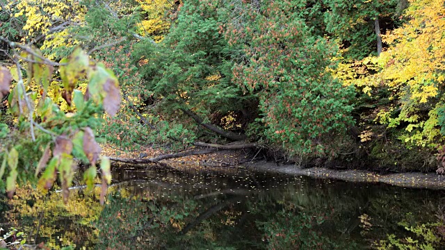 秋天的河流和瀑布森林自然景观，魁北克，加拿大视频素材