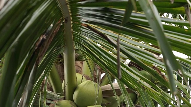 倾斜拍摄的椰子树视频下载