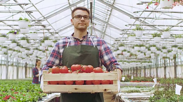 快乐的农民带着装满番茄的盒子走过明亮的工业温室。有成排的有机植物在生长。视频素材