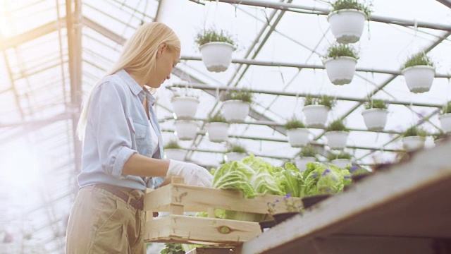 辛勤工作的女农民用蔬菜包装盒子。她快乐地工作在阳光工业温室。她周围生长着各种各样的植物。视频素材