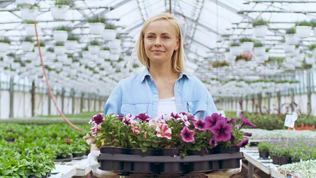 女园丁走过阳光明媚的工业温室，带着一个装满花盆的盒子。她美丽，快乐，微笑。视频素材