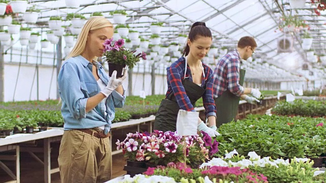 快乐的农民和园丁在阳光明媚的工业温室里工作和检查花盆。视频素材
