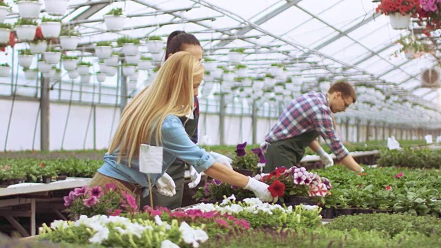 快乐的农民和园丁用一排排的植物工作，他们安排在阳光工业温室的花盆。视频素材