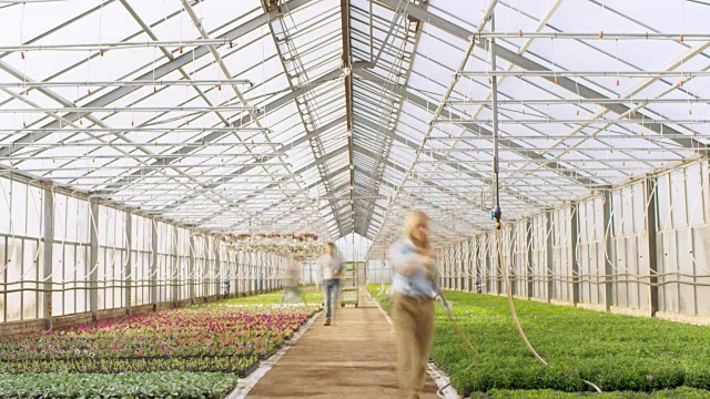 繁忙的工业温室，园丁和农民在种植美丽和美味的植物工作的时间推移。视频素材