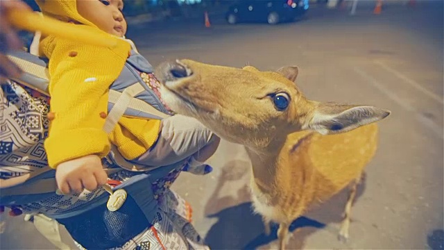 母亲和女儿在晚上喂鹿视频下载