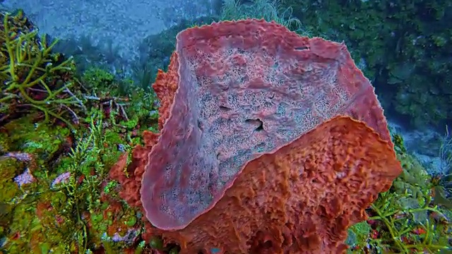美丽的珊瑚礁上的海洋生物和许多热带鱼在加勒比海-伯利兹堡礁/龙涎香礁视频素材