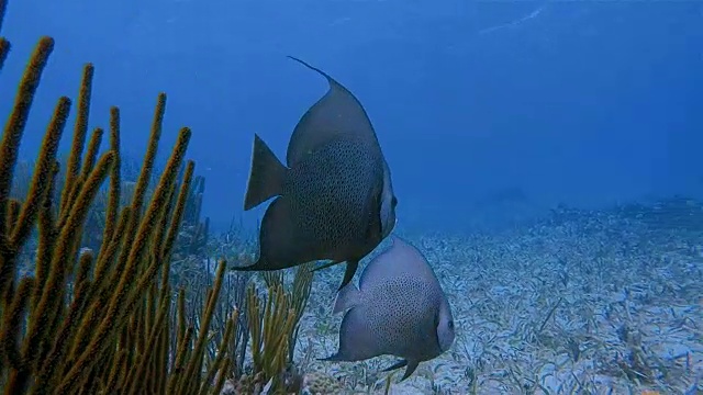 加勒比海霍尔陈海洋保护区的海洋生物与法国神仙鱼-伯利兹堡礁/龙涎香礁视频素材