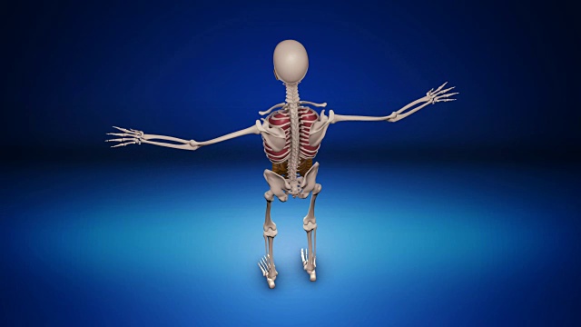 人类骨骼-可循环(alpha通道)- 4K视频下载