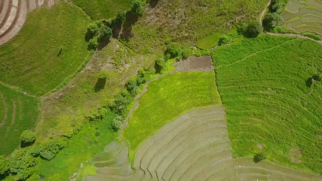 无人机拍摄的鸟瞰图，在泰国清迈Pa Pong Pieng山周围的稻田耕作，美丽的水稻梯田。视频素材