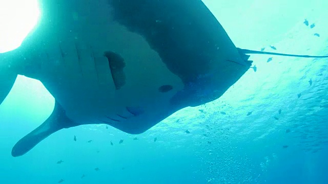 海洋蝠鲼靠近水肺潜水员视频素材