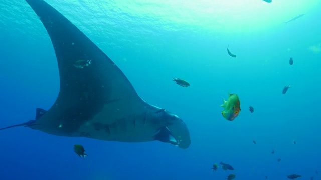 海底的巨型蝠鲼视频素材