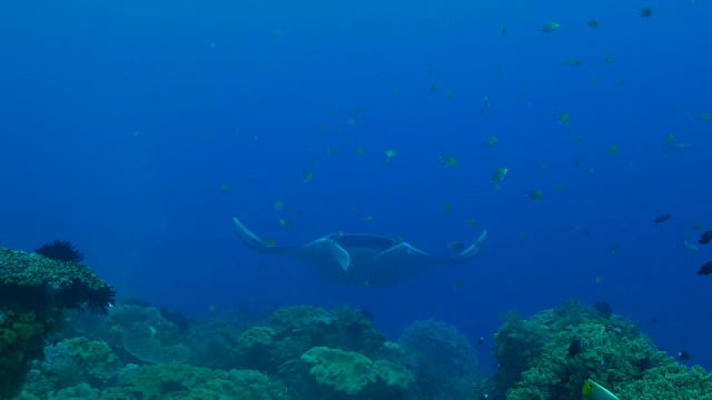 海洋蝠鲼在海底清洁站视频素材