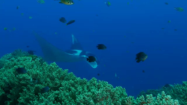 海洋蝠鲼在暗礁中游泳视频素材