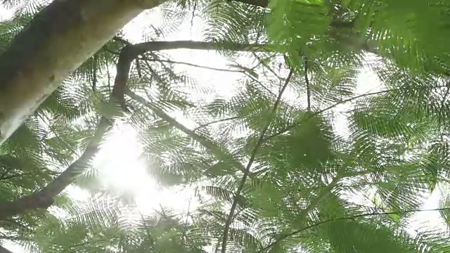 耀眼的阳光透过树冠视频素材