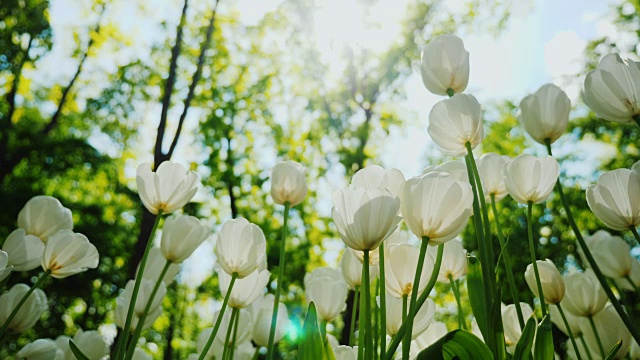 阳光穿过白色郁金香的花瓣。美丽的春天风景视频素材
