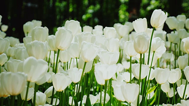 美丽的白色郁金香。花瓣照亮了阳光。和平的春天的风景视频素材