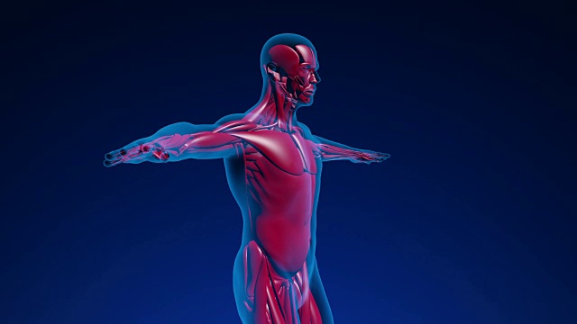 人类肌肉-可循环(alpha通道)- 4K视频素材
