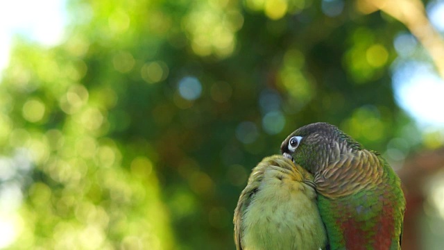 爱情鸟和绿色脸颊圆锥视频素材