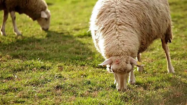在一个阳光明媚的下午，羊群在绿色的田野上吃草视频下载