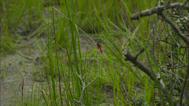 红矮星蜻蜓，日本滋贺县视频素材