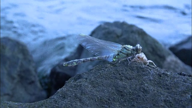 日本滋贺县琵琶湖目蜻蜓视频素材