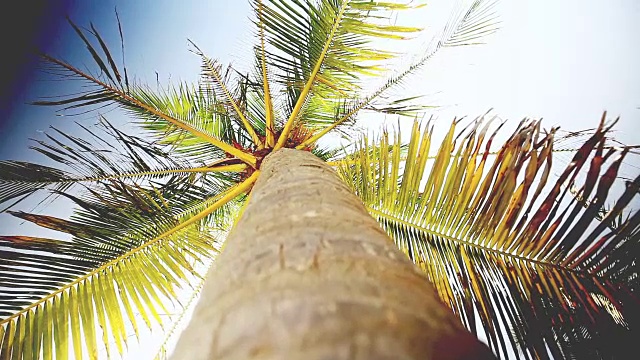 来自马尔代夫的棕榈树视频素材