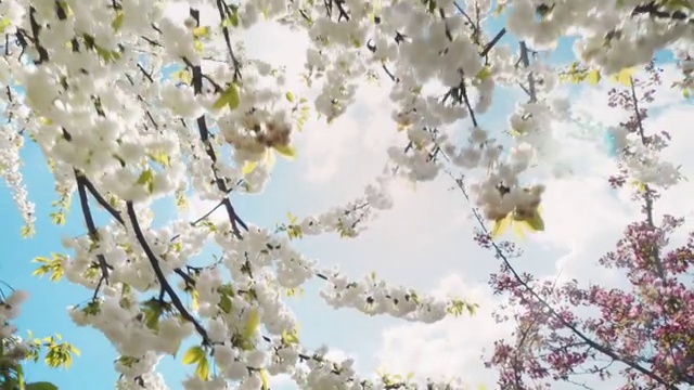 春花在春天盛开，蓝天，阳光和云彩视频下载