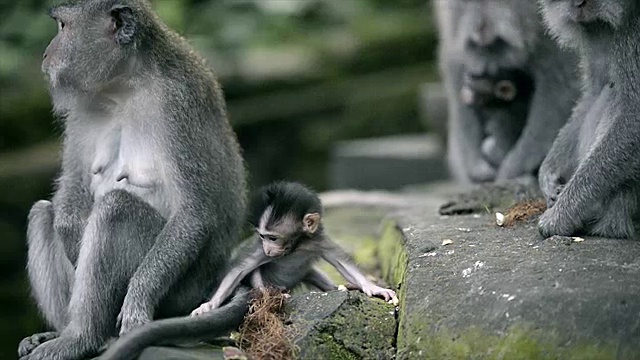小猴子和成年猴子在神圣的猴子森林里。视频素材