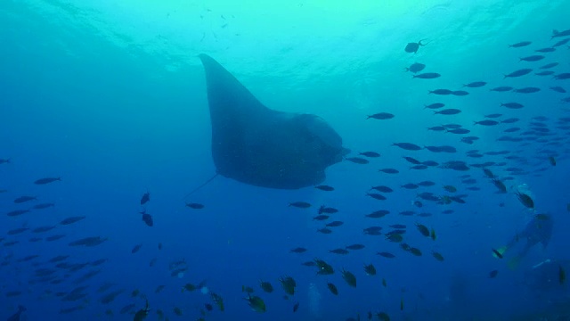 海洋蝠鲼视频素材