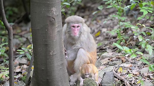 日常生活的野生猕猴雌猴和幼猴视频下载
