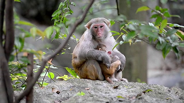 日常生活的野生猕猴雌猴和幼猴视频下载