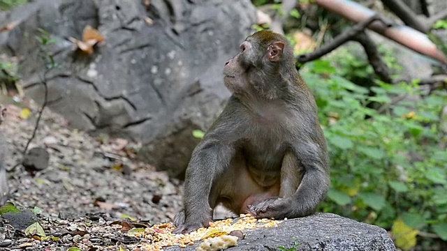 野生猕猴的日常饮食猴王视频素材