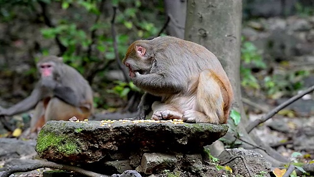 食用日常食物的野生猕猴视频下载