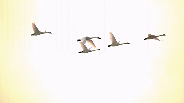 慢镜头天鹅在早晨的阳光下飞翔视频素材