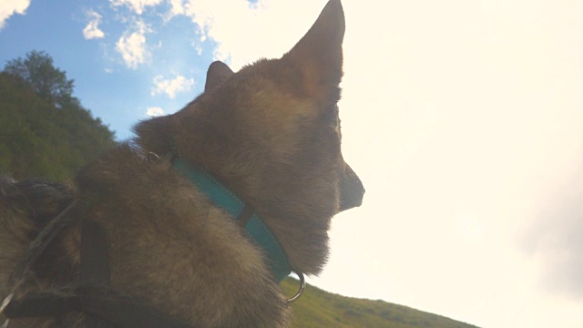 可爱的狼狗看天空在山景观视频素材