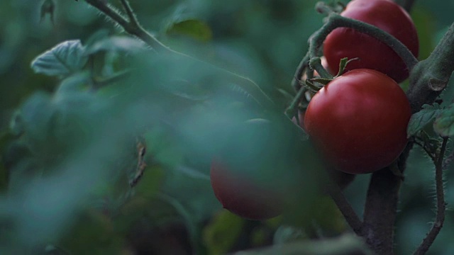 一串串的圣女果在水滴里红绿的，成熟的天然番茄生长在温室的树枝上，成熟的番茄准备采摘，美味的红番茄农场。慢动作视频下载