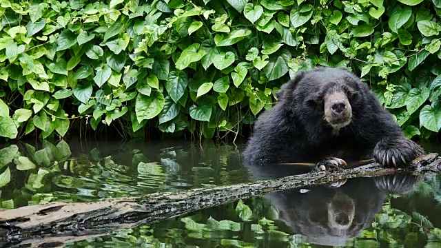 亚洲黑熊在池塘里放松。视频素材